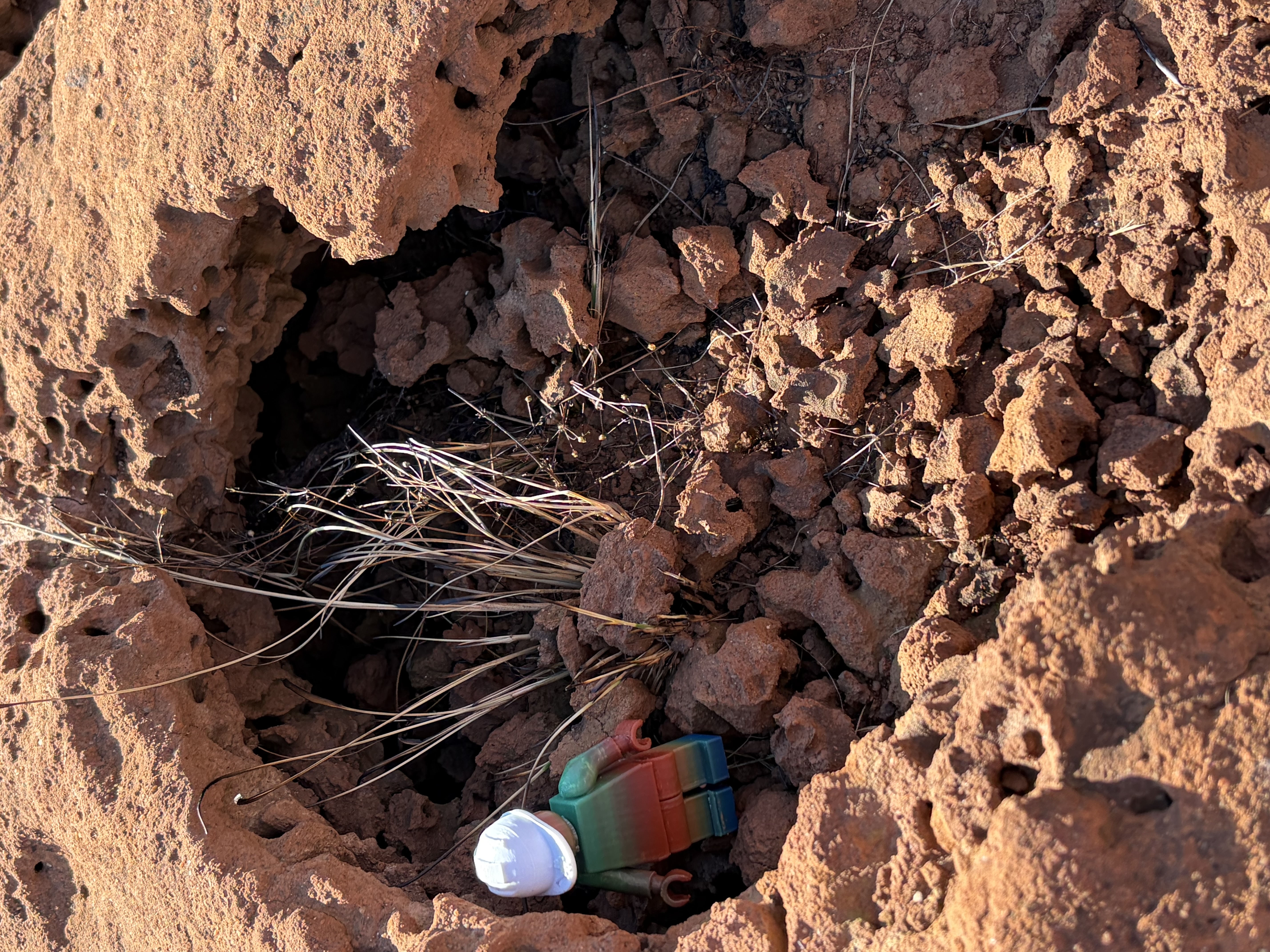 A small scorpion observed beside a toy explorer figure