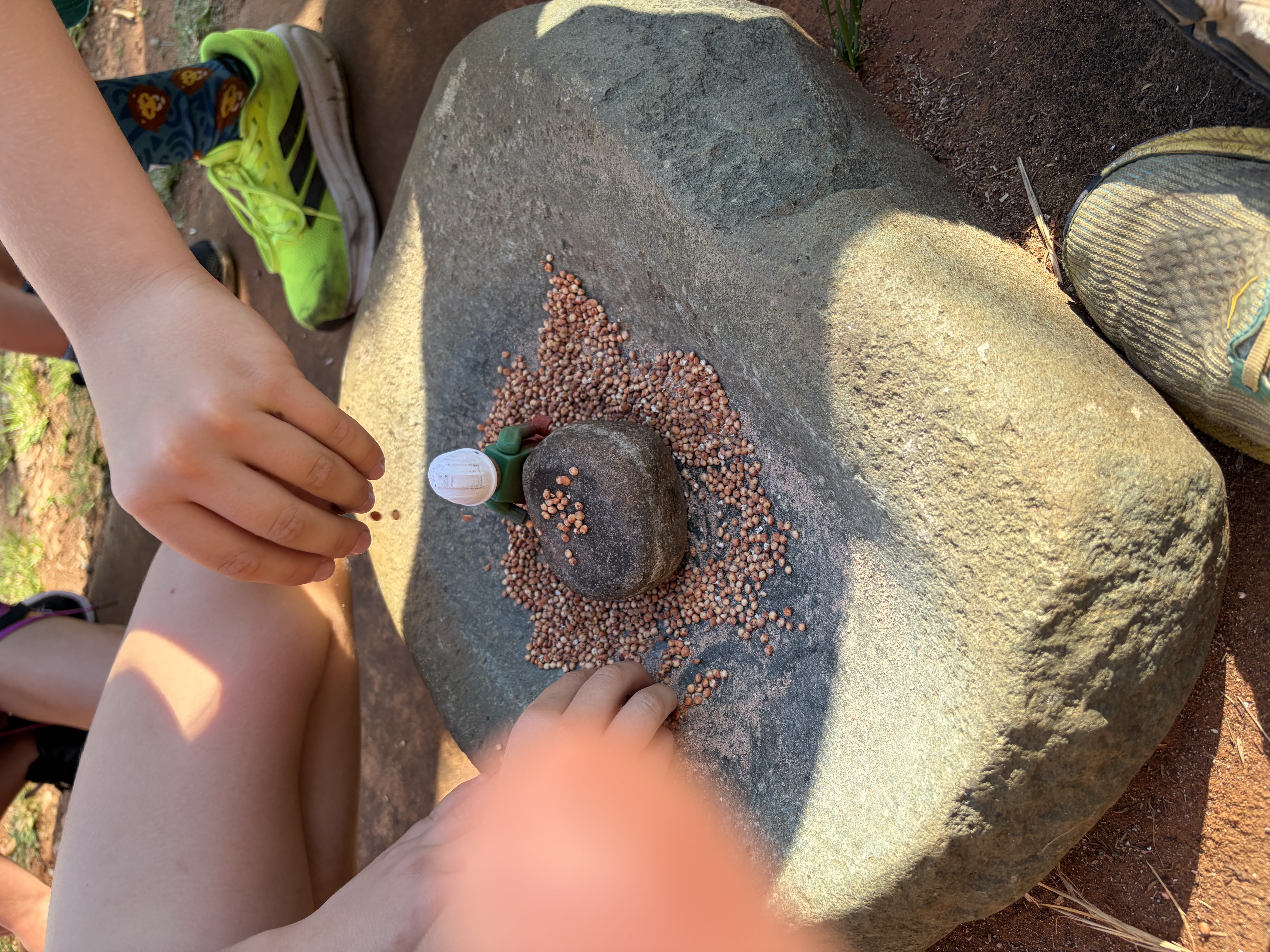 A small gecko observed closely