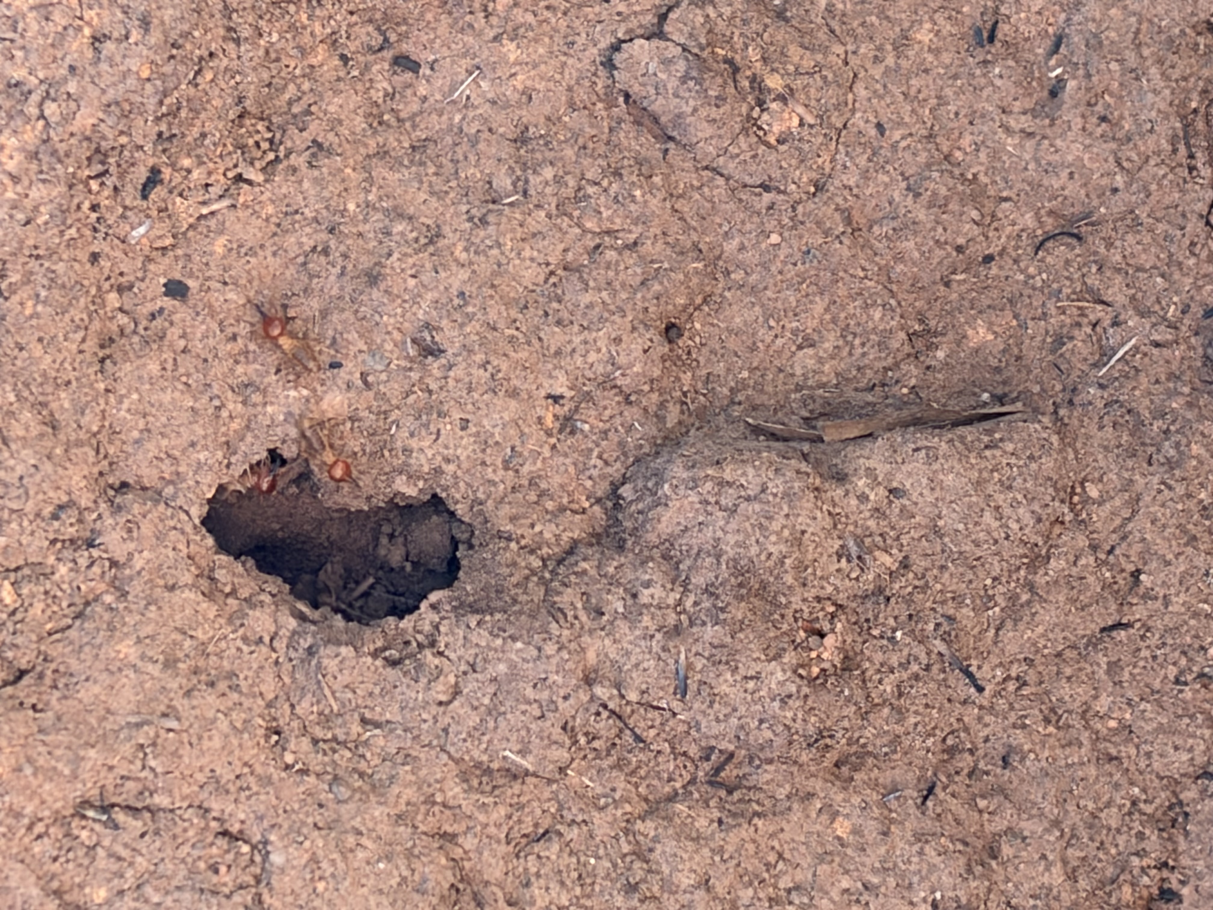 A visitor exploring the Koppies trail