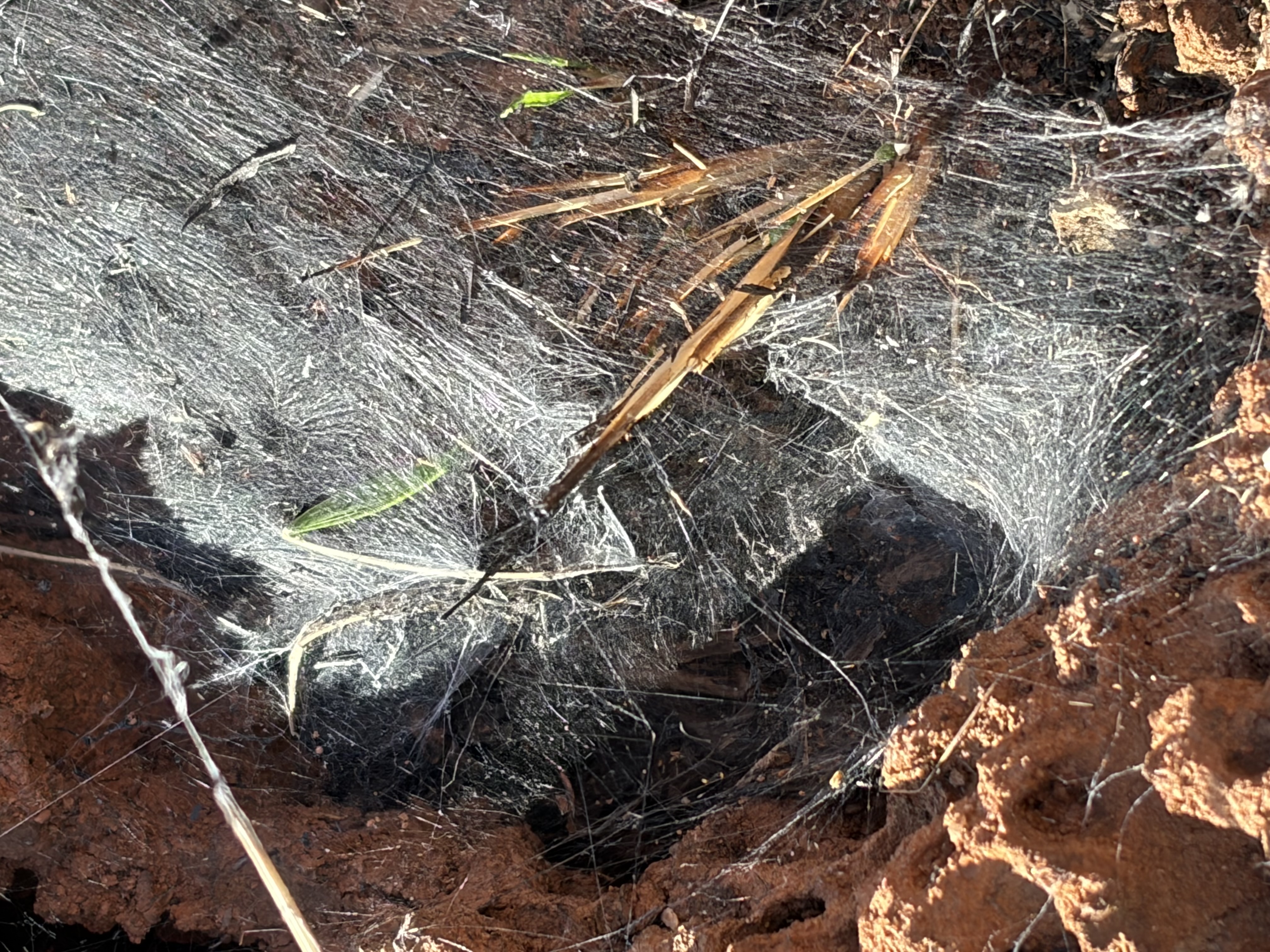 A close view of a rocky habitat and its natural features