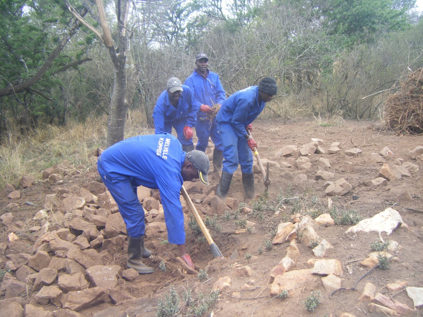 Conservation team members working on the Melville Koppies landscape